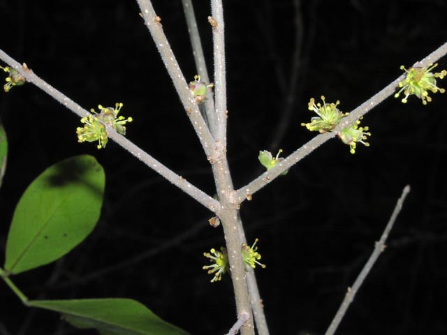 Forestiera pubescens opposite.jpg (37943 bytes)