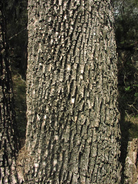Fraxinus texensis bark.jpg (139657 bytes)