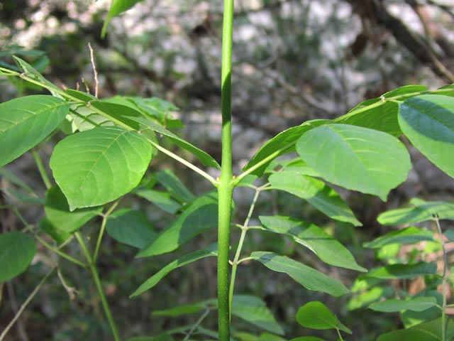 Fraxinus texensis oppositeleaves.jpg (58297 bytes)