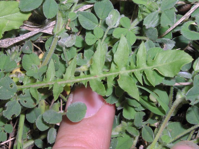 Oenothera triloba leaf.jpg (73207 bytes)