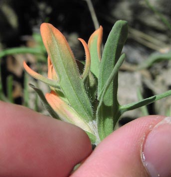 Castilleja purpurea bract.jpg (23471 bytes)