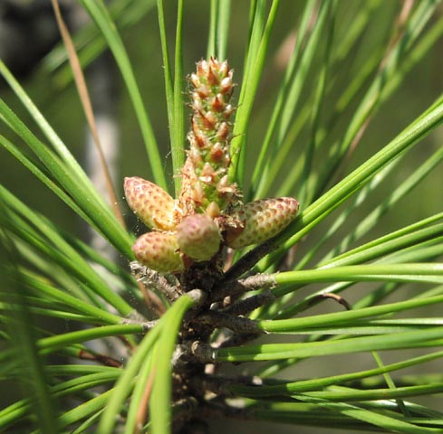 Pinus taeda candle.jpg (55346 bytes)