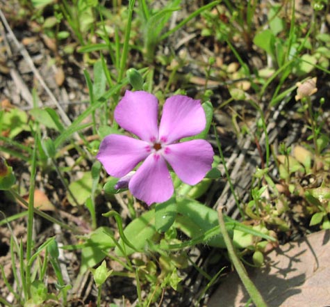 Phlox drummondii flower.jpg (60849 bytes)