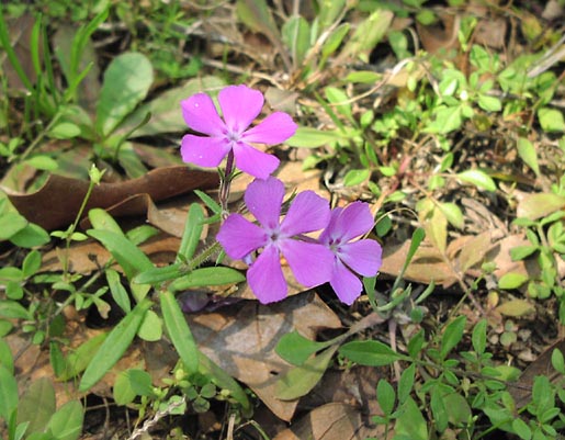 Phlox drummondii flowers.jpg (64817 bytes)