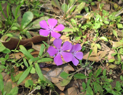 Phlox drummondii flowers.jpg (64817 bytes)