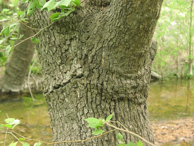 Platanus occidentalis bark.jpg (99076 bytes)