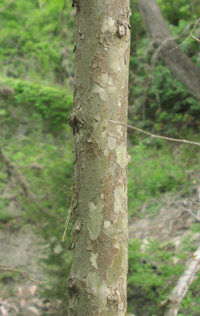 Platanus occidentalis barkpeeling.jpg (47718 bytes)