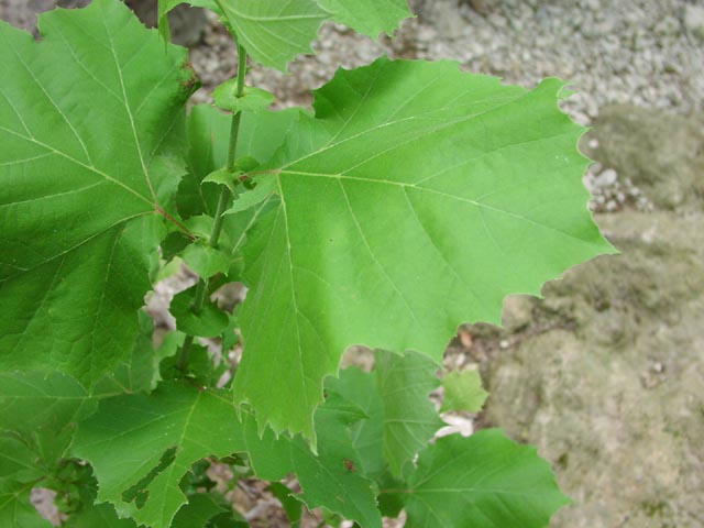 Platanus occidentalis leaf2.jpg (47945 bytes)