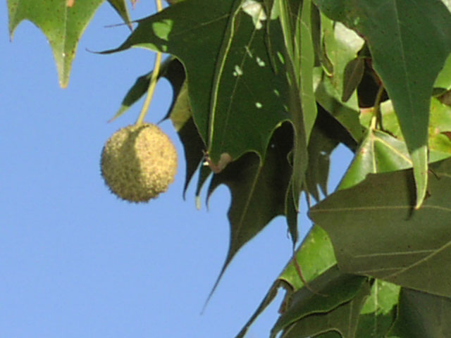 platanus.occidentalis.frt.jpg (53712 bytes)