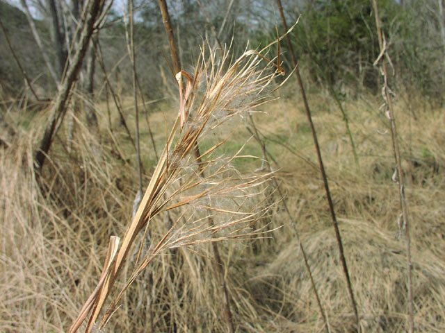 Andropogon glomeratus fruits.jpg (95921 bytes)