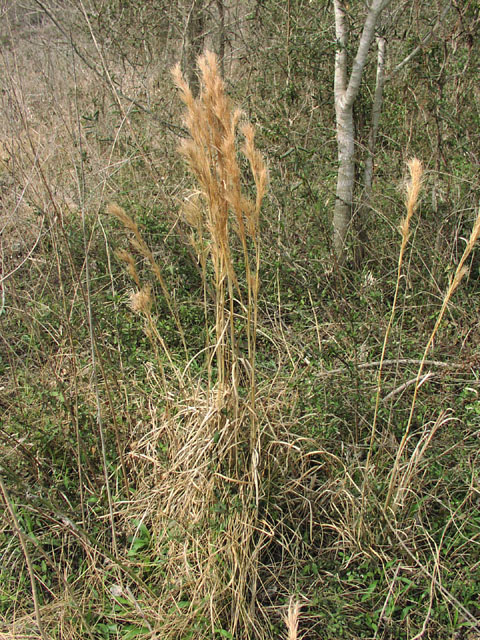 Andropogon glomeratus habit.jpg (184720 bytes)