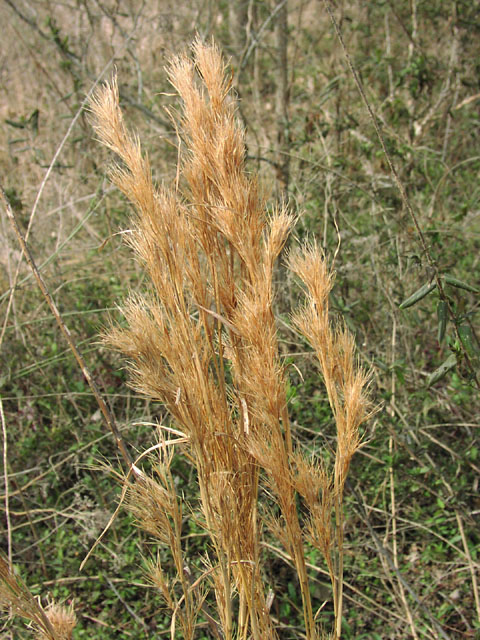 Andropogon glomeratus oldinflorescences2.jpg (129813 bytes)