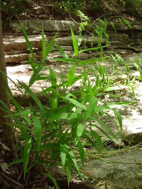 Chasmanthium latifolium habit2.jpg (102542 bytes)