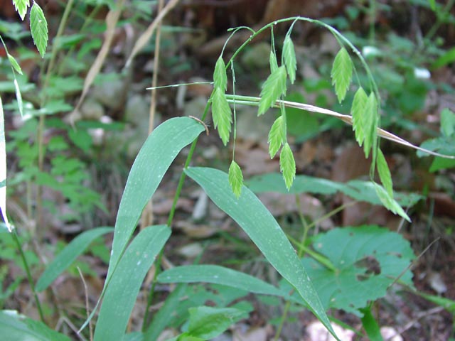 Chasmanthium latifolium spikeletsleaves.jpg (57167 bytes)