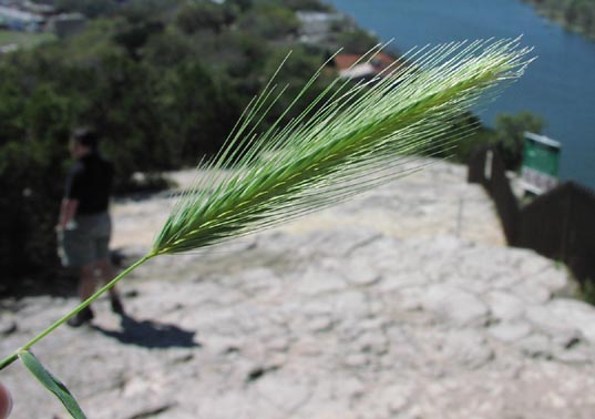 Hordeum murinum spikelets.jpg (37213 bytes)