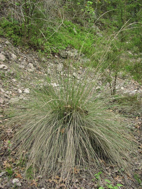 Muhlenbergia lindheimeri habit.jpg (133734 bytes)