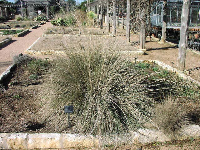 Muhlenbergia lindheimeri habitwinter.jpg (134764 bytes)