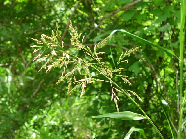 Sorghum halepense inflorescence.jpg (80023 bytes)