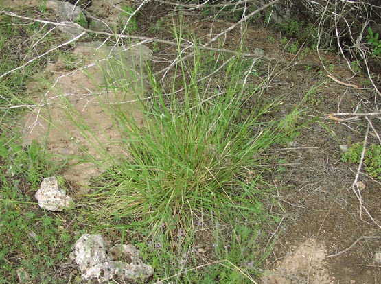 Stipa leucotricha habit.jpg (100747 bytes)