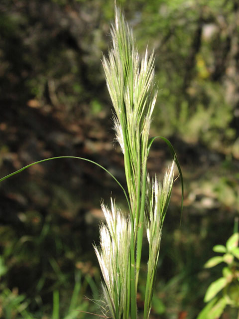 andropogon.glomeratus.JPG (67757 bytes)