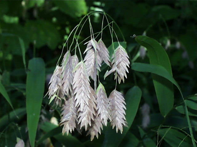 chasmanthium.latifolium1.jpg (42383 bytes)
