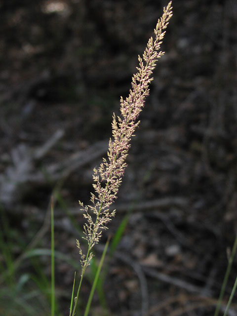 muhlenbergia.lindheimeri.infl.JPG (51557 bytes)