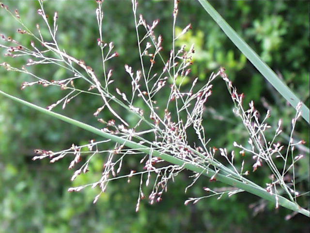 panicum.virgatum.infl.jpg (67354 bytes)