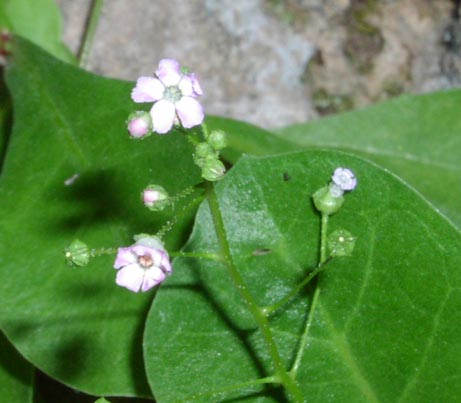 Samolus ebracteatus ssp cuneatus flowers.jpg (33568 bytes)