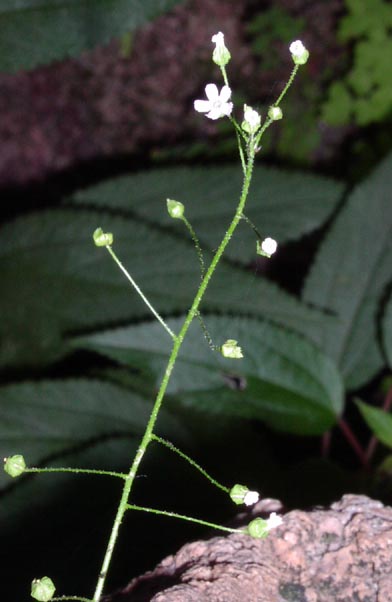 Samolus ebracteatus ssp cuneatus inflorescence.jpg (34871 bytes)