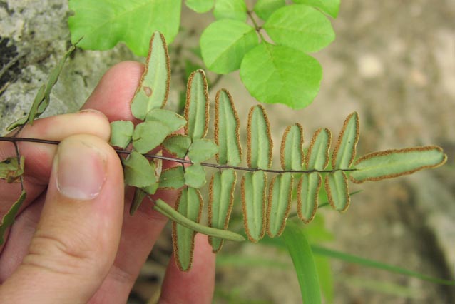 Pellaea atropurpurea fertilefrond.jpg (42413 bytes)