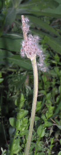 Anemone berlandieri fruits.jpg (26180 bytes)