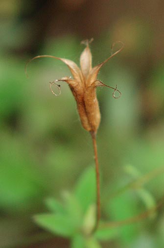 Aquilegia canadensis fruit_sharp.jpg (17065 bytes)