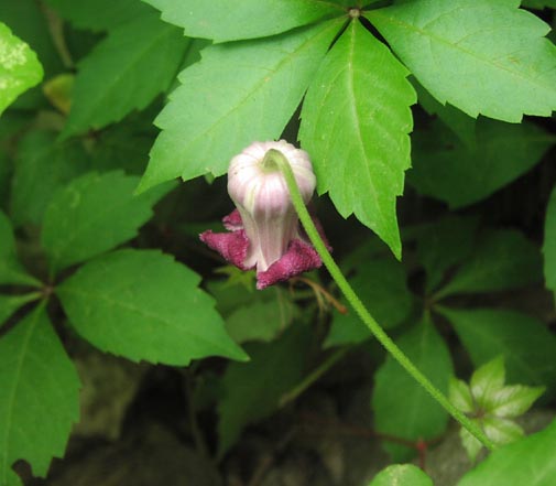 Clematis pitcheri flower.jpg (33239 bytes)