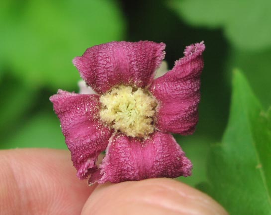 Clematis pitcheri flowercloseup.jpg (34899 bytes)