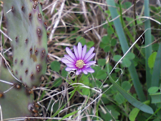 anemone.heterophylla.3.jpg (58705 bytes)