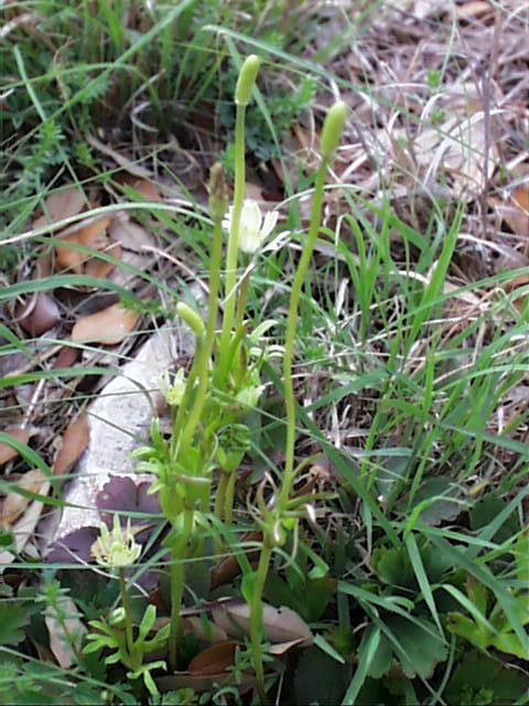 anemone.heterophylla.jpg (74741 bytes)