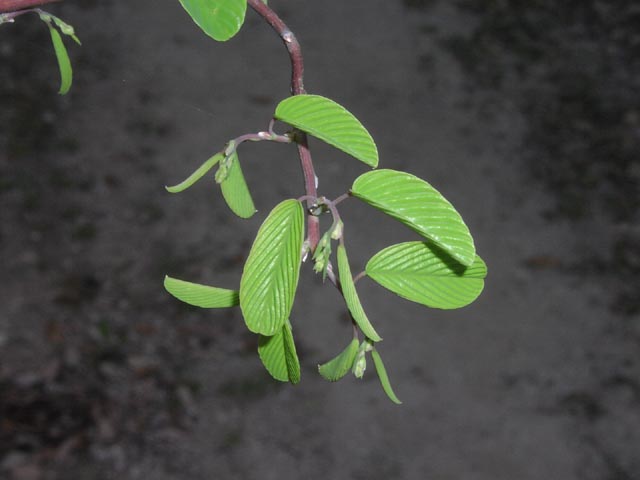 Berchemia scandens youngleaves3.jpg (31657 bytes)