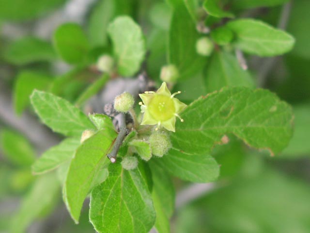 Colubrina texensis flower.jpg (33906 bytes)