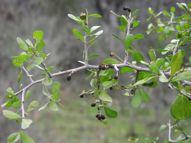 Condalia hookeri stemfruits.JPG (56531 bytes)