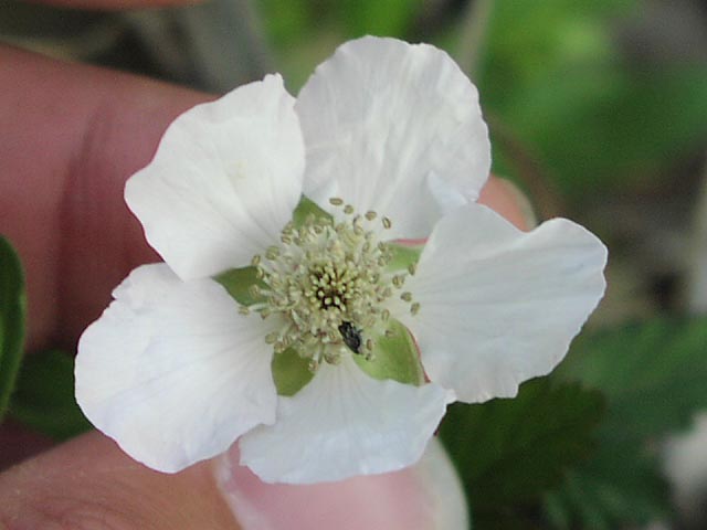 Rubus trivialis flowercloseup2.jpg (32325 bytes)