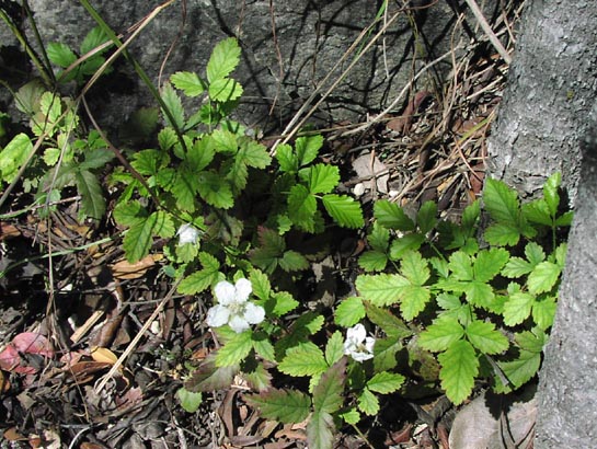 Rubus trivialis habit1.jpg (94400 bytes)