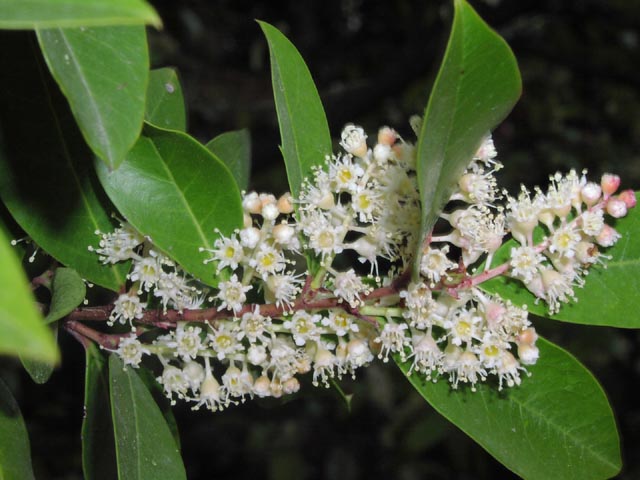 prunus caroliniana flowers3.jpg (266210 bytes)