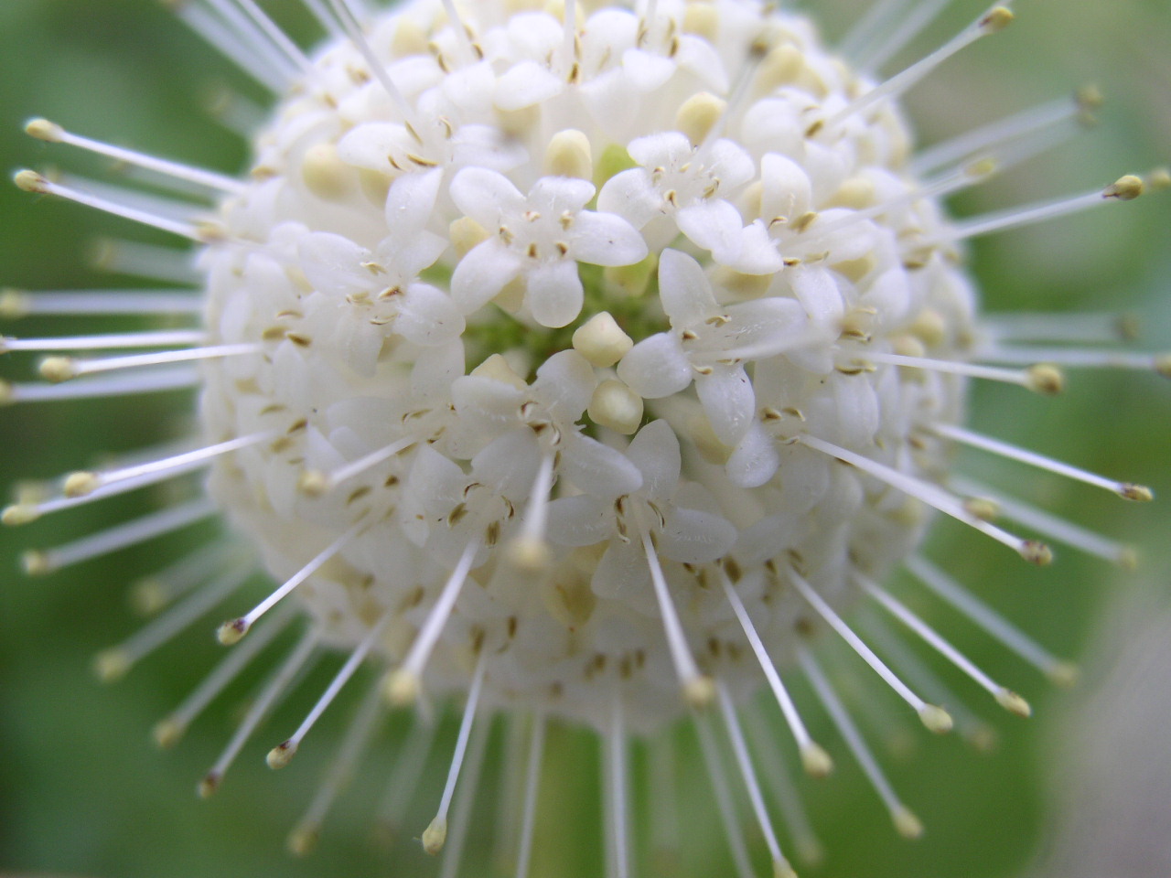 Pollen - Accent Bio