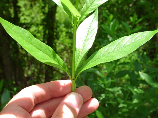 Cephalanthus occidentalis leaves.jpg (57269 bytes)