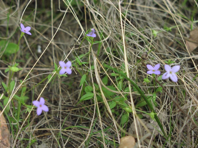 Hedyotis crassifolia flowersleaves.jpg (84773 bytes)