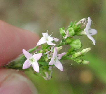 Hedyotis nigricans flowers2_sharp.jpg (19260 bytes)