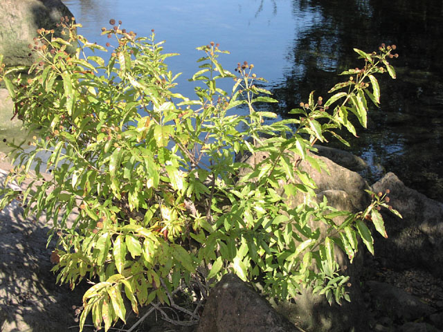 cephalanthus.occidentalis.habit.JPG (143802 bytes)