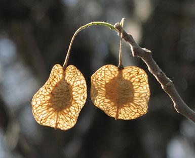 Ptelea trifoliata fruits.jpg (25334 bytes)