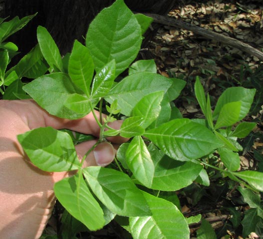 Ptelea trifoliata youngleaves2.jpg (60544 bytes)