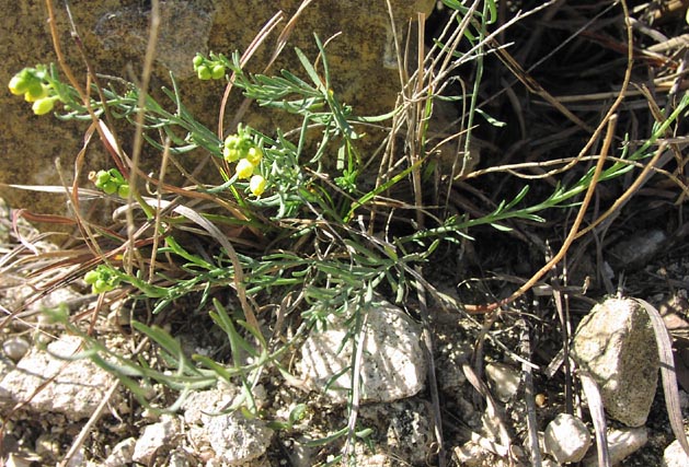 Thamnosma texana habit.jpg (110528 bytes)